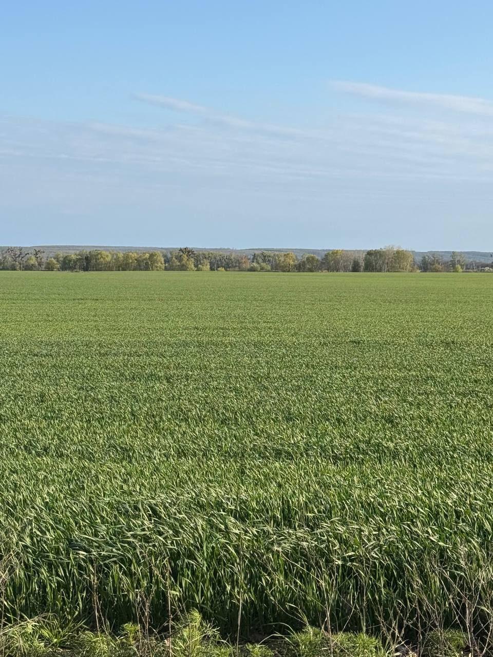 Зернові на полях підприємства